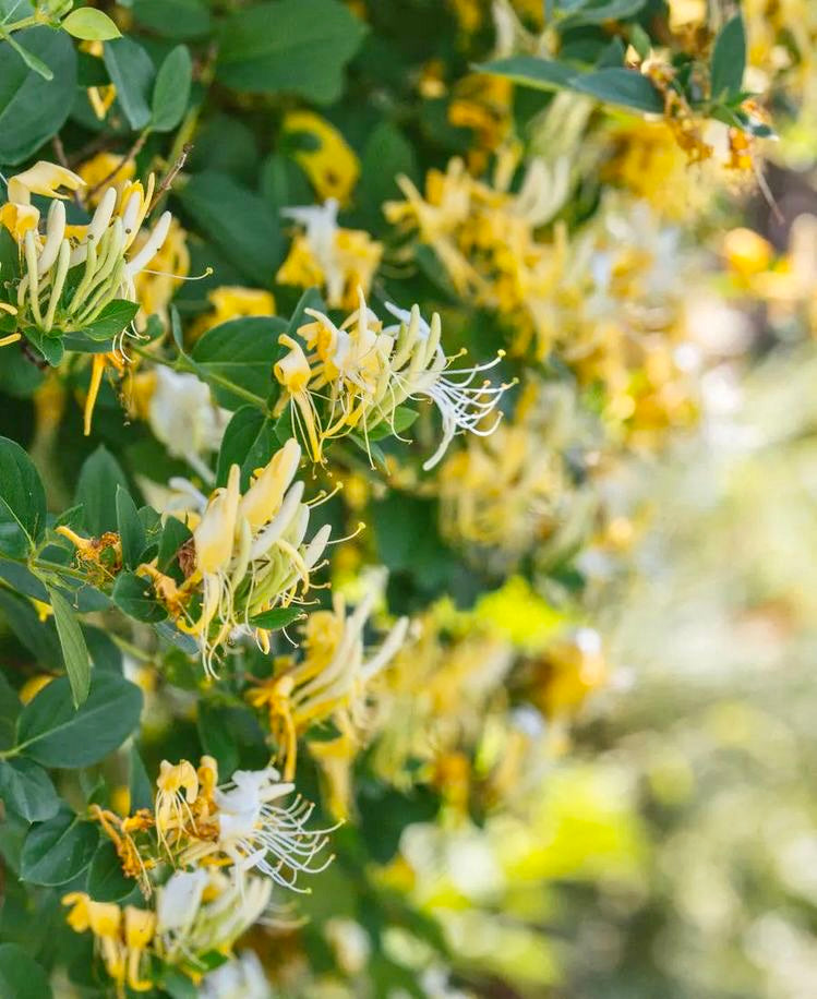 ORIENTAL BLOOMS - Japanese Honeysuckle Soy Wax Candle